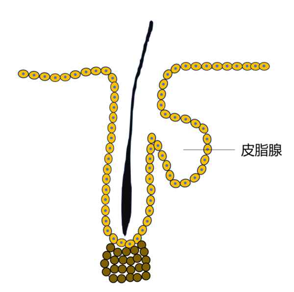 皮脂腺示意图。图源：作者制作