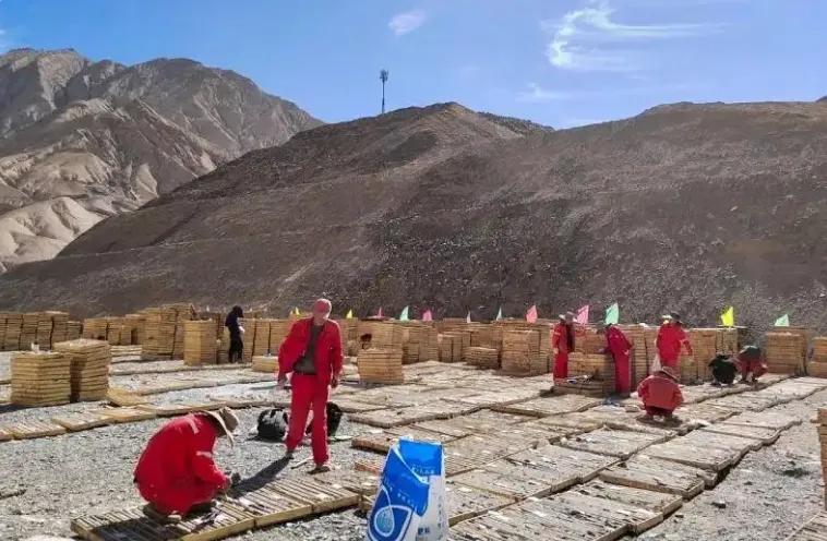 地质使命主说念主员在若羌县瓦石峡南Ⅰ区锂矿进行岩心辑录。新疆地质局供图