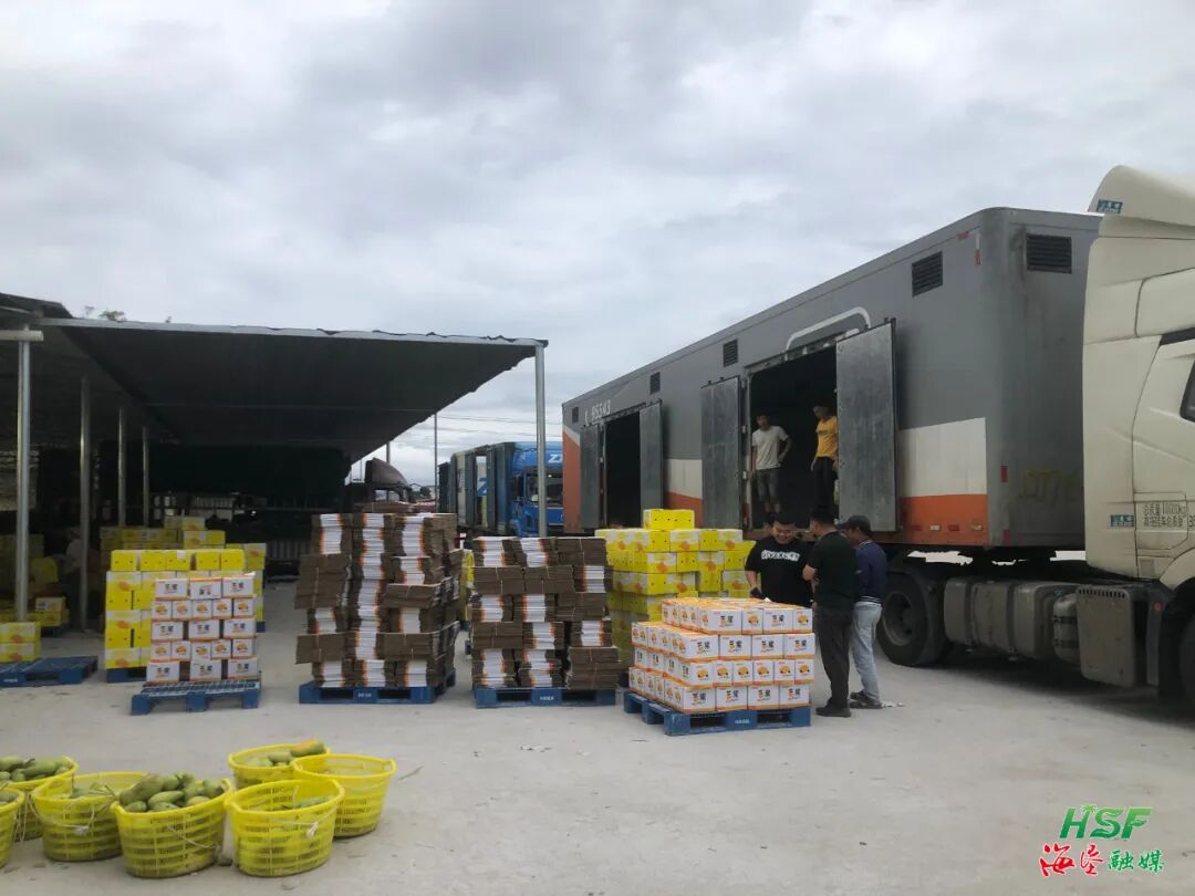 海垦冷链目前正积极开展芒果全程冷链供应链建设。海垦商贸物流产业集团供图