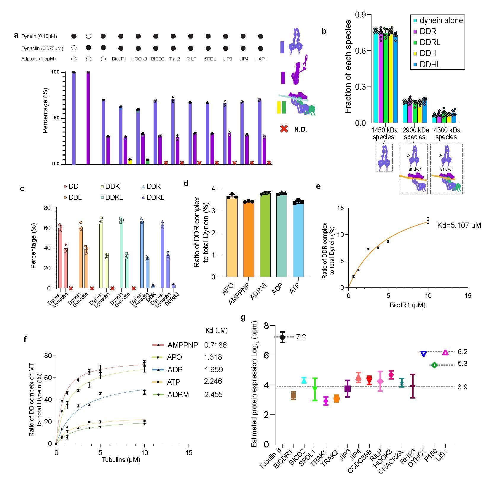 图2：Dynein–dynactin相对于接头蛋白明显更倾向于结合微管的多种互补的实验证据。