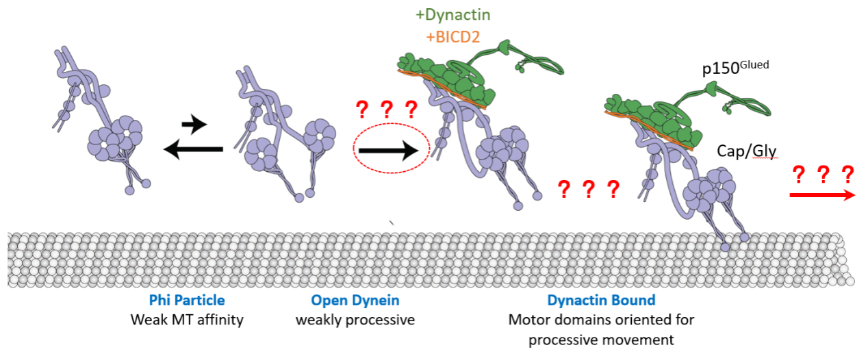 图1：Dynein由自抑制的“Φ粒”被激活为DDA复合物的总体机制。红色问号表示这些过程的深入机制有待进一步研究。