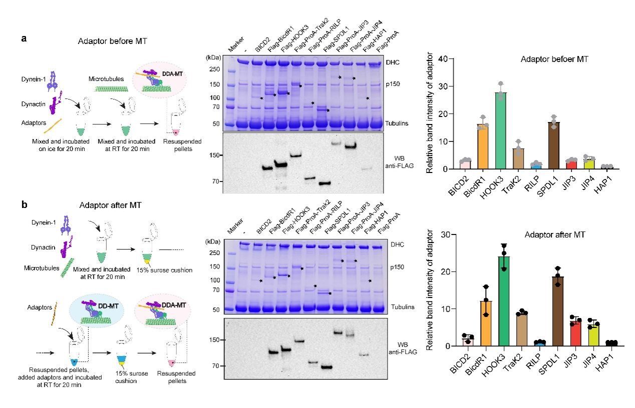 图4：不同组装途径的生化证据表明预组装在微管上的DD复合物具备“动态门控”，并与结构证据互相印证。