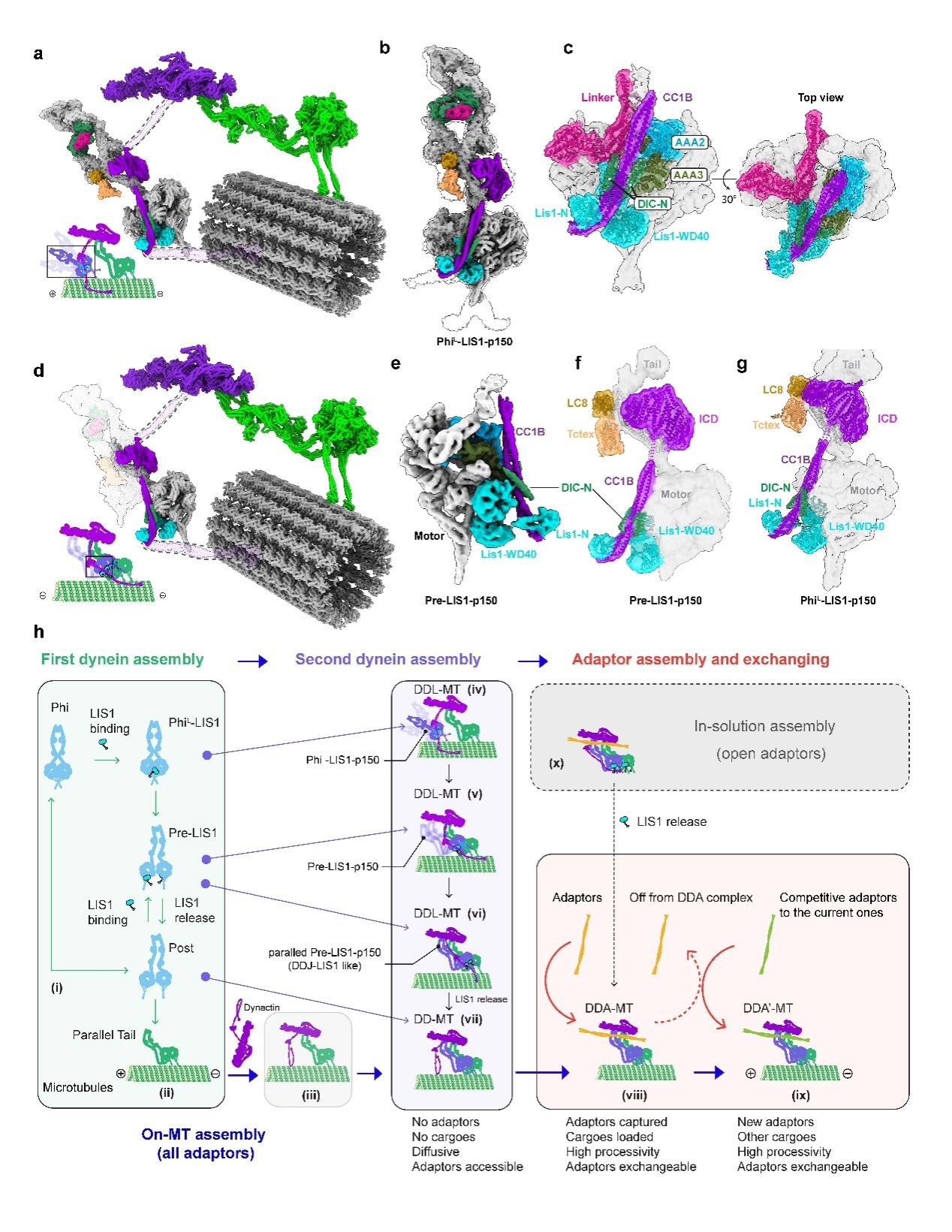 图6：动态冷冻电镜分析揭示了LIS-p150介导的弱微管亲和力的dynein分子捕获机制。
