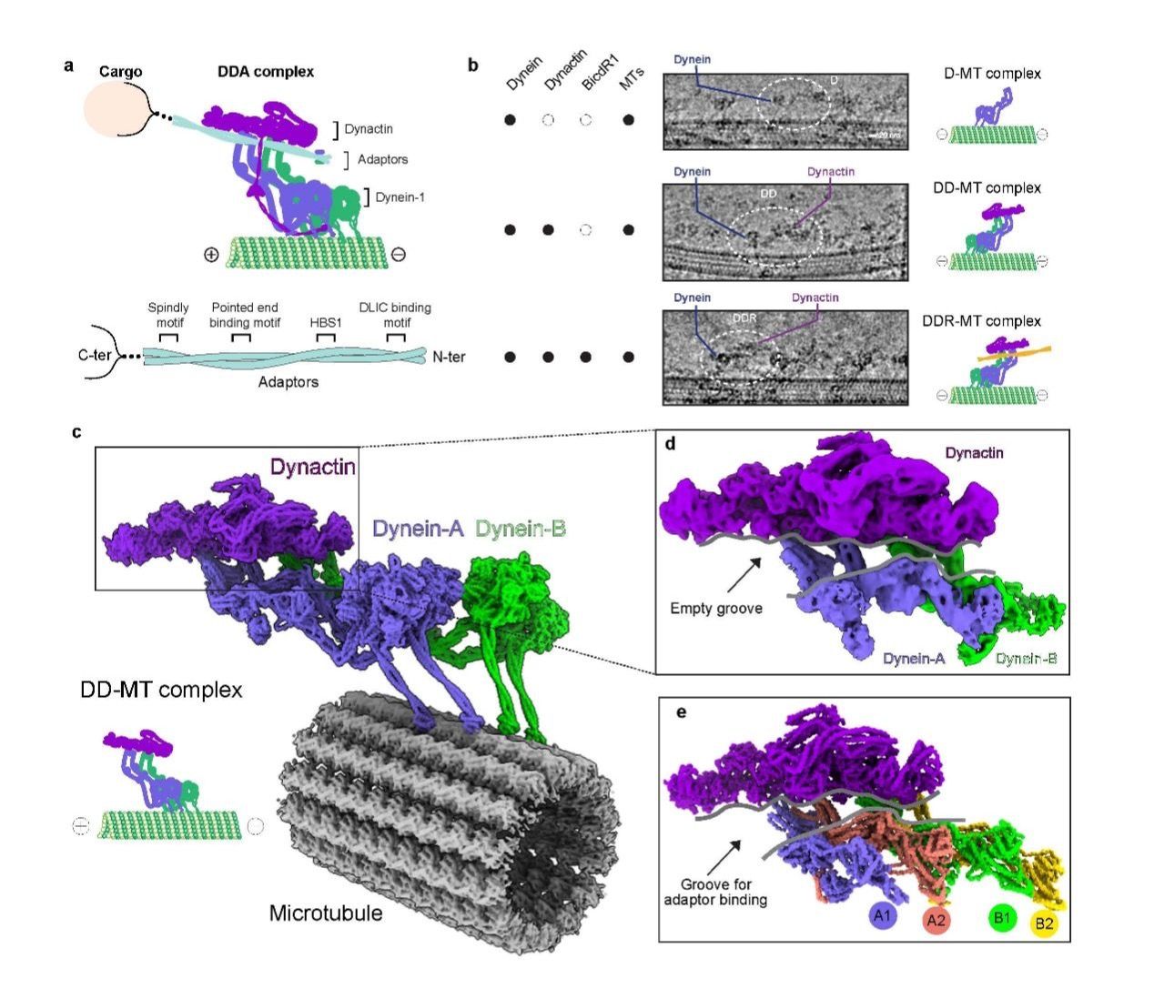 图3：DDA组装复合体在微管上的模型图、不同状态的冷冻电镜检查，以及没有接头蛋白的情况下的DD-MT高分辨结构。