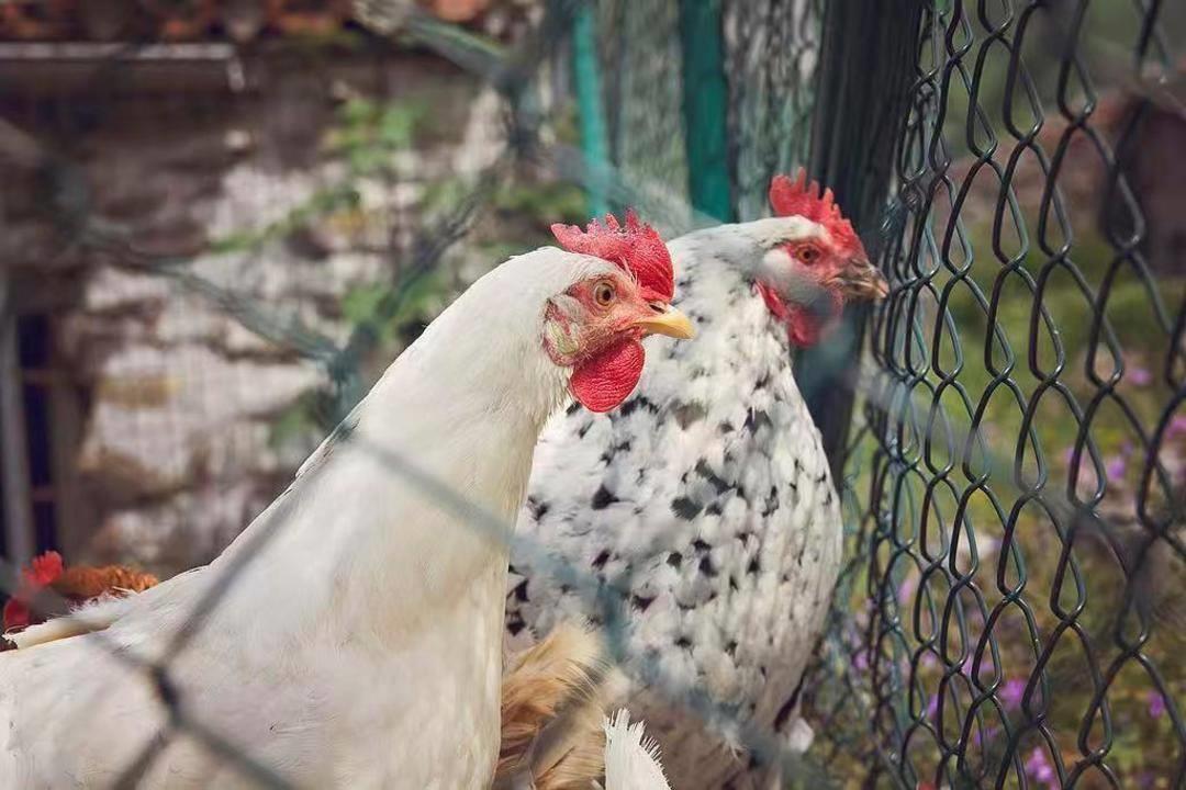 日本岩手县确认一起高致病性禽流感疫情