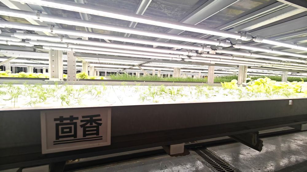 在兰剑智能科技股份有限公司的“植物工厂”，茴香等水培蔬菜正在种植板上生长 萧海川 摄