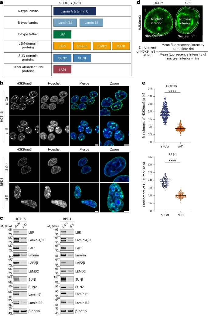 颠覆传统认知：科学家发现胚胎基因激活前 DNA 便已高度有序|DNA|基因_新浪科技_新浪网