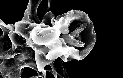 图片来源：Science Photo Library