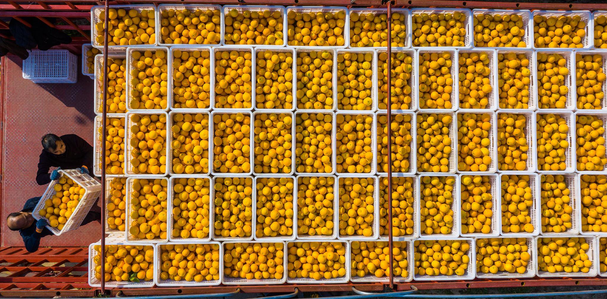 湖北省秭归县邓家坡村村民将刚收获的脐橙装车外运。新华社发（郑家裕　摄）