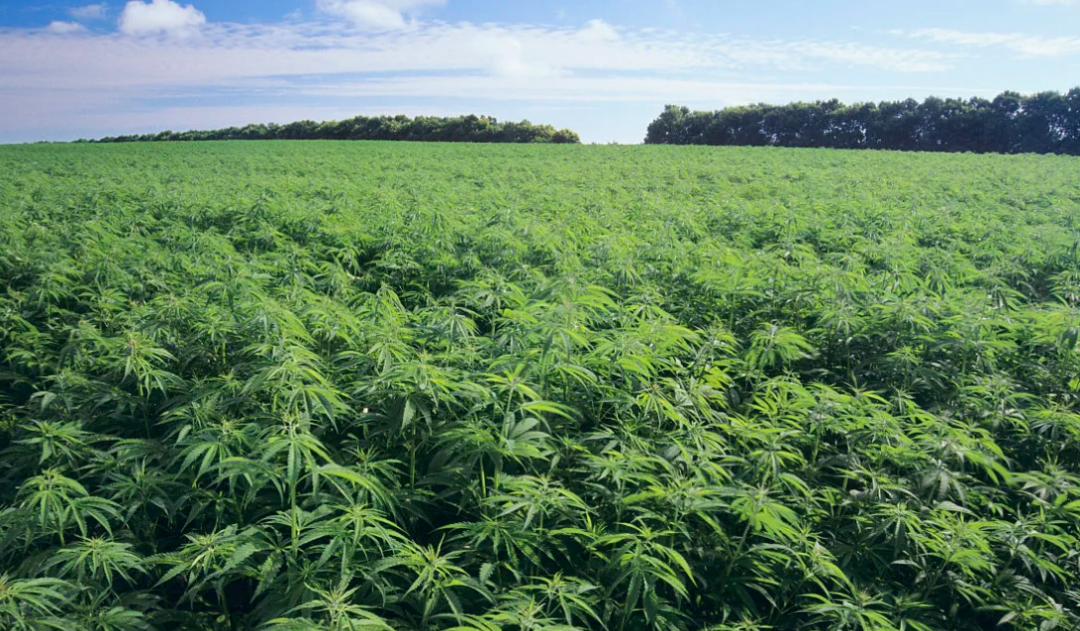 dy在线点赞24小时下单平台，秒到账服务真的靠谱吗？