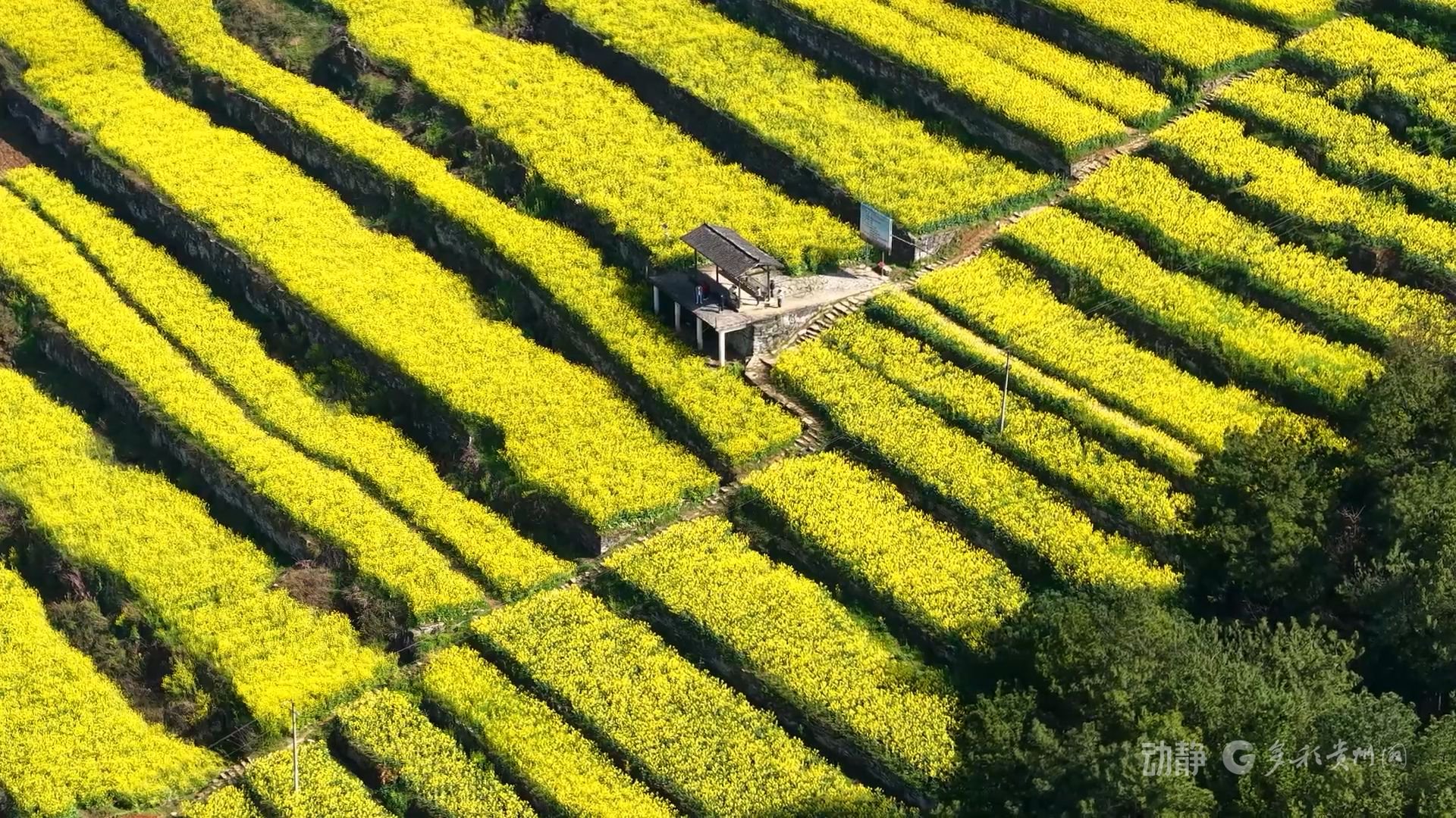 赴一场金色之约!桐梓尧龙山油菜花开正当时|油菜花_新浪财经_新浪网
