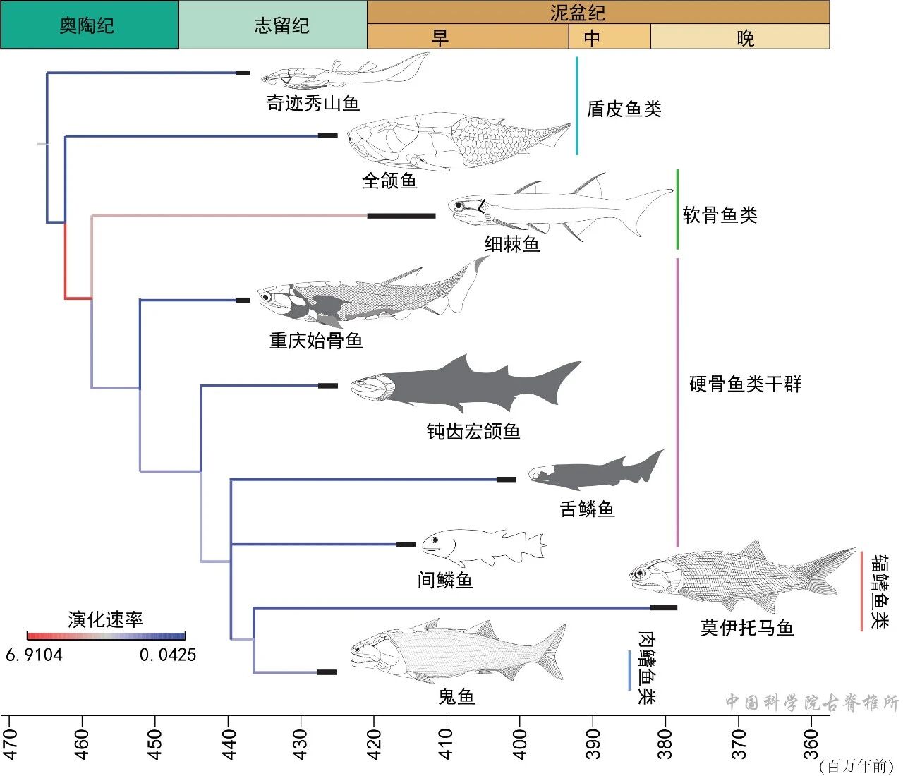 我国硬骨鱼类研究新突破，填补“从鱼到人”演化空白|鱼类|化石|朱敏_新浪科技_新浪网