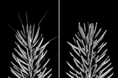 图片来源：William Brune