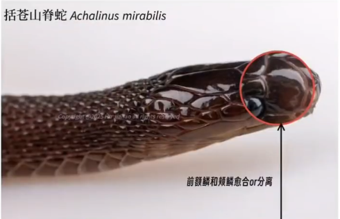 这是20世纪以来，首个模式产地位于浙江的爬行动物新物种。胡家豪在朋友圈晒出论文截图后，这段 “午夜寻蛇” 的经历引发关注。