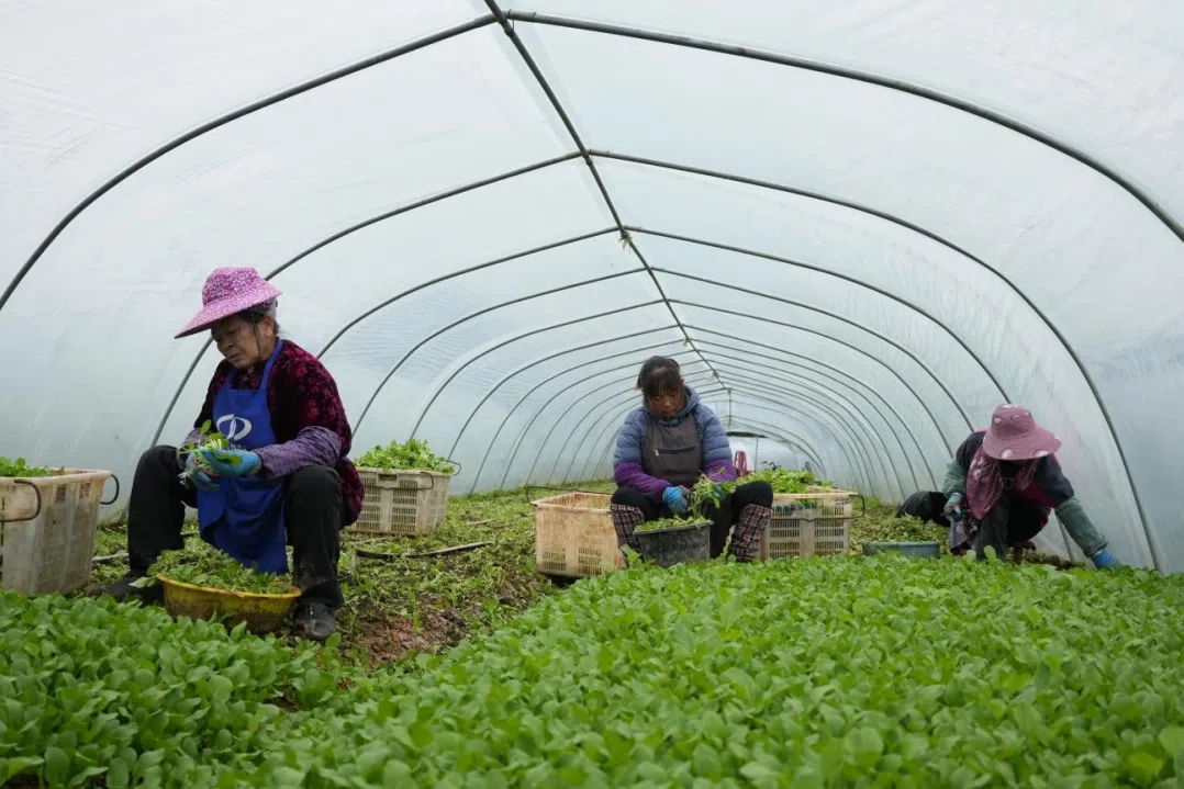 平坝县猫场镇小菜系列基地。王旗 摄