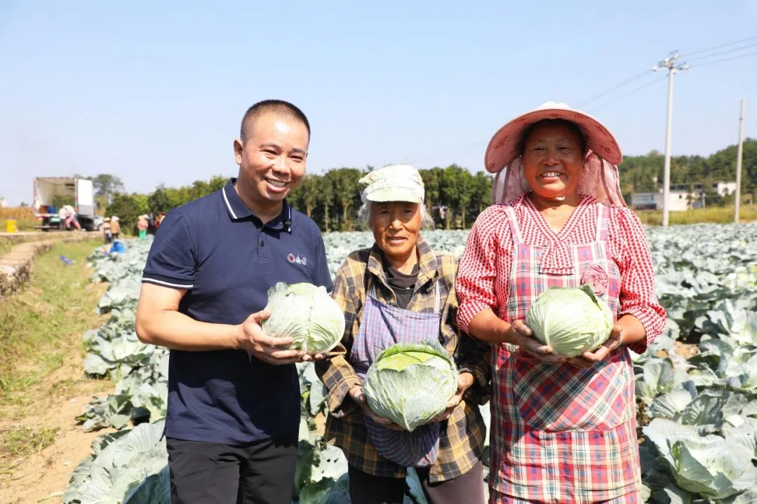 贵州合力超市集团董事长李德祥（左）与乌当区大坝村农户采收莲花白。王旗 摄