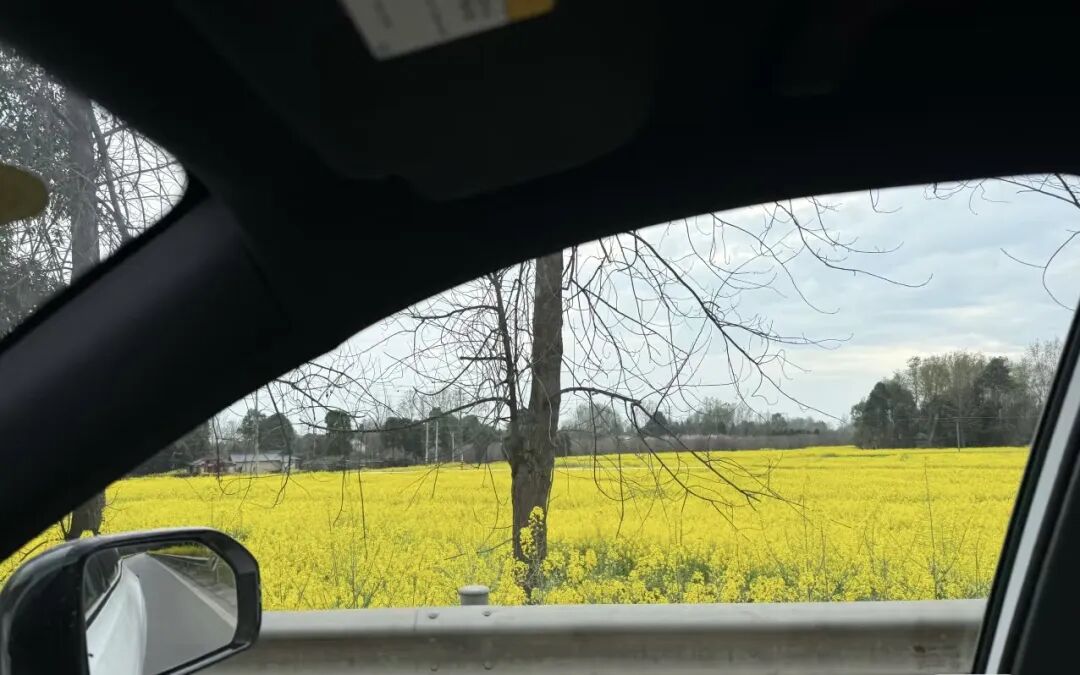 车窗外的花。
