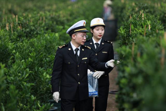 佛山海关驻顺德办事处关员对出口树苗进行查验。