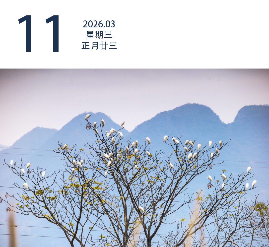 清远阳山县太平镇三和洞村，树顶上站满了白鹭。清远日报签约照相师 冯国志 摄