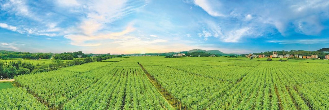 木格白玉蔗种植园贵港市港南区市场监督管理局 供图