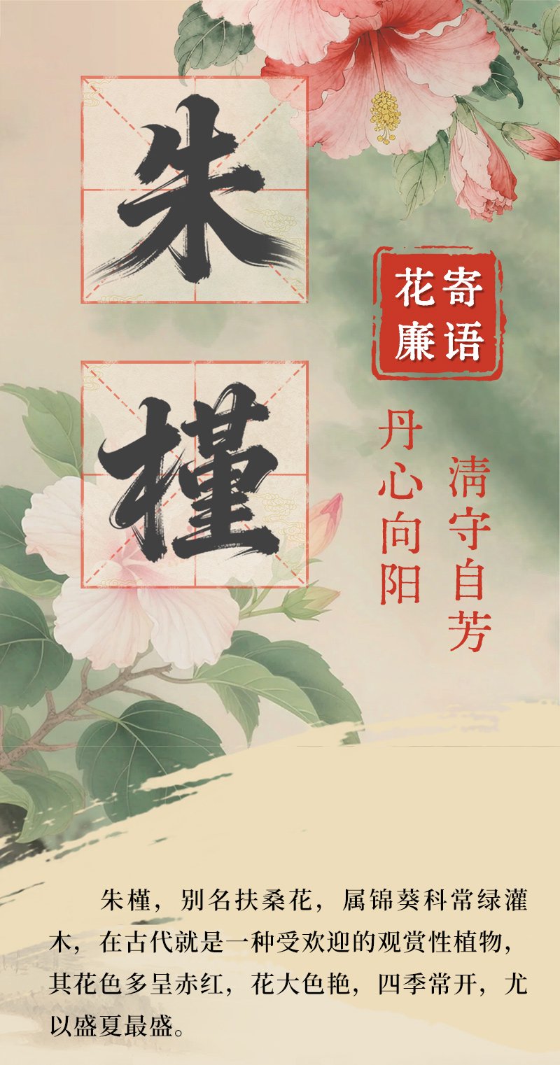 花寄廉语丨朱槿：丹心向阳 清守自芳