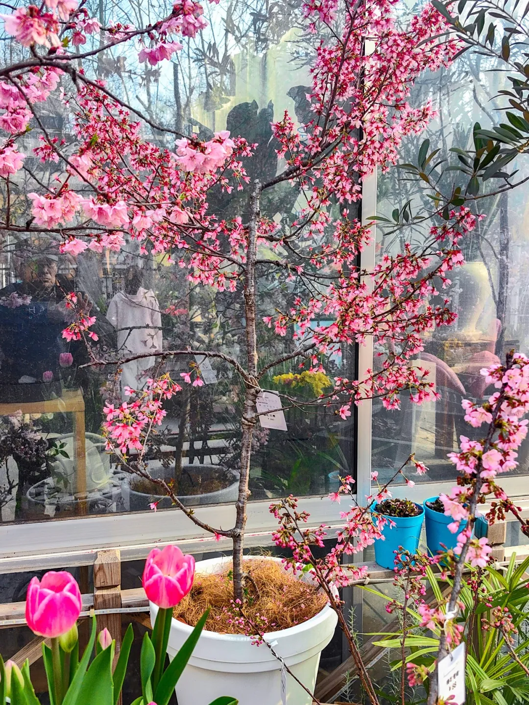 绿色驿站盛放的“楚樱”盆栽。记者明眺生 摄 