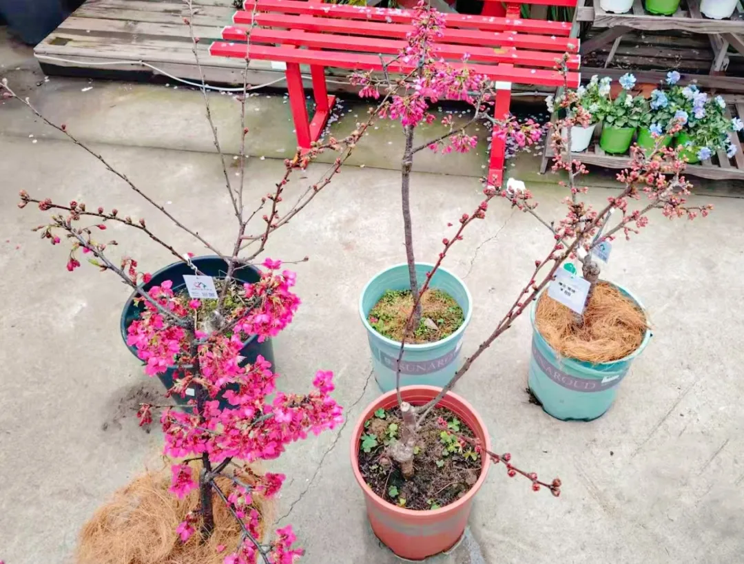 湖南花友求购的5盆“楚樱”盆栽。刘恋 摄 