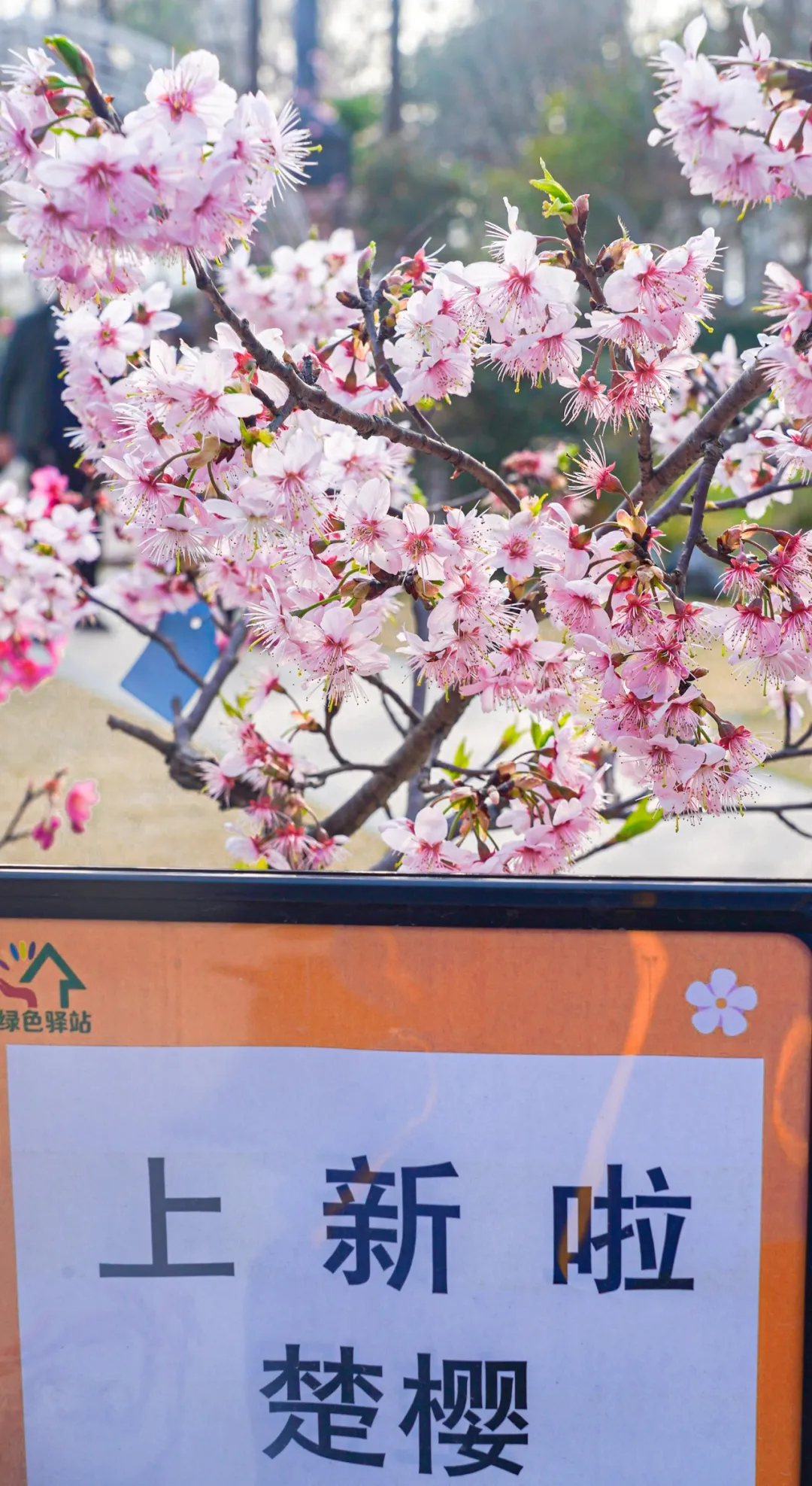 绿色驿站待售的“楚樱”盆栽。记者李子云 摄 