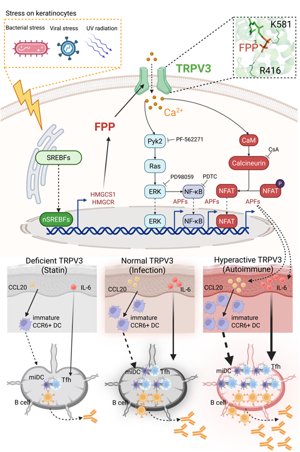 十余年攻关！清华大学破解免疫学核心谜题