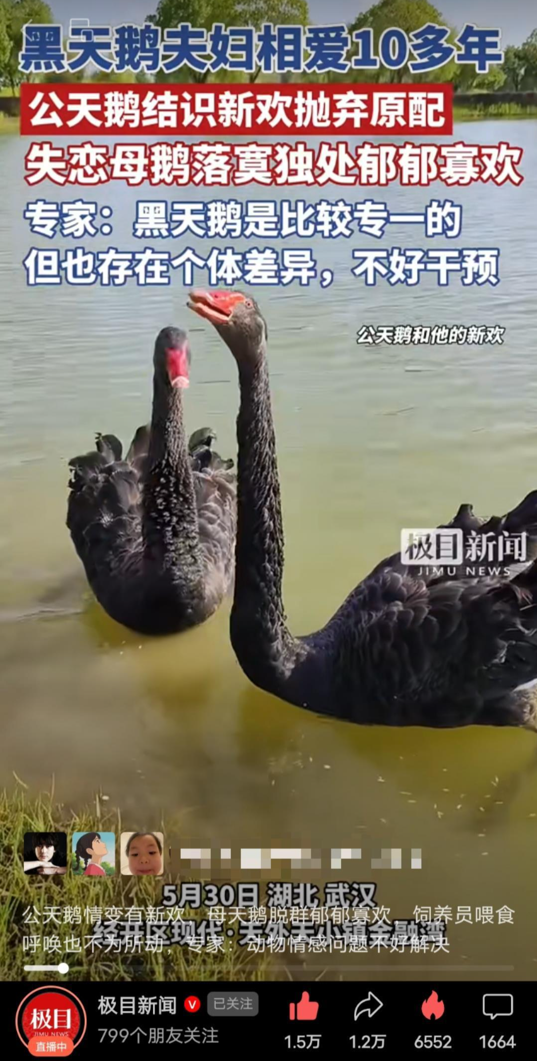 渣鹅出轨后续来了！与新欢秀恩爱近一年都没下蛋，工作人员怀疑两只鹅都是公的，动物专家上门鉴定性别，结果出来了