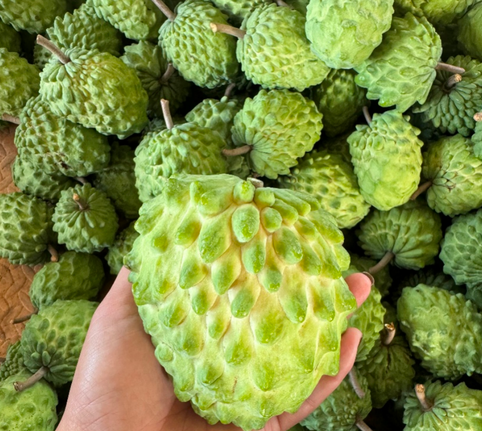 ▲在今年的上市期，朱志远的释迦果再度热销，日均销量超5000单。