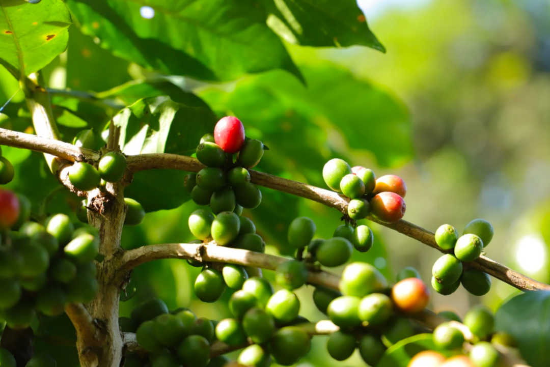 ▲“2025多多好特产”深入云南普洱，助力普洱咖啡产业跑出新锐品牌。