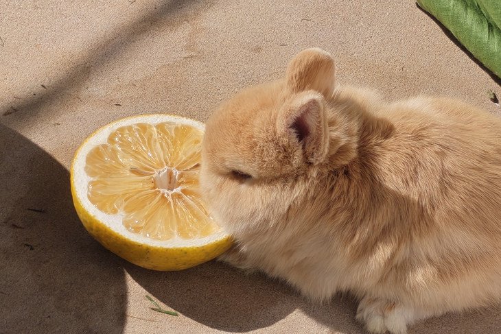 2亿像素样片局部放大截图