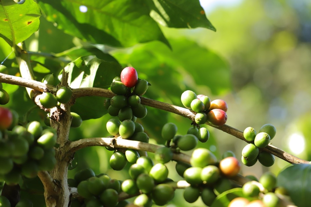 ▲“2025多多好特产”深入云南普洱，助力普洱咖啡产业跑出新锐品牌。