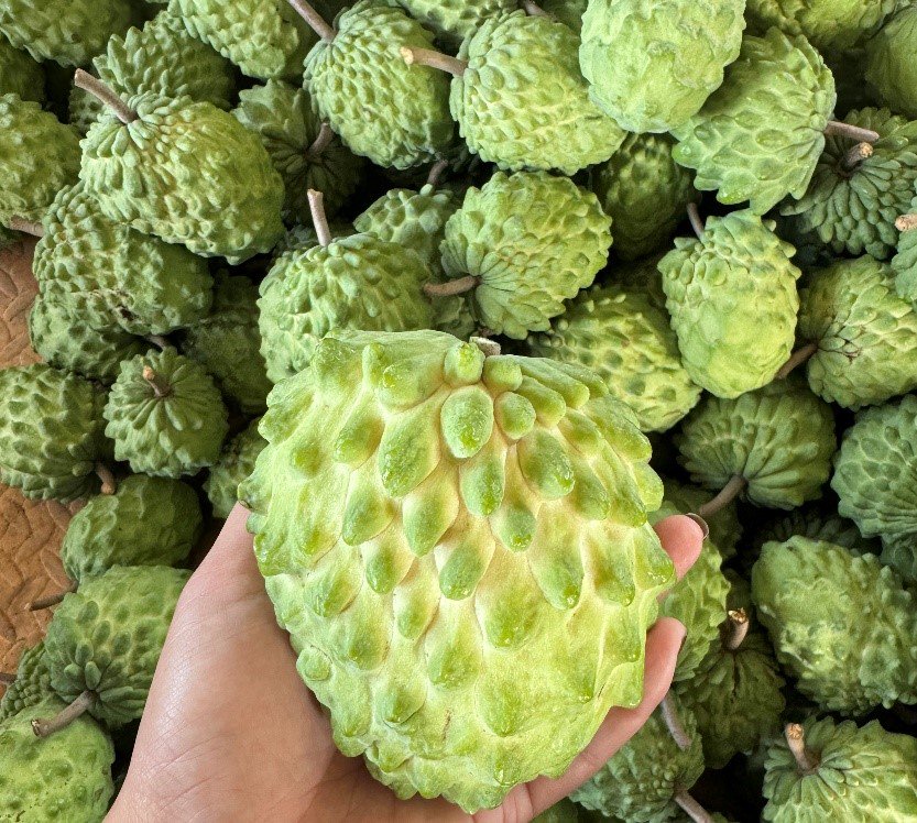 ▲在今年的上市期，朱志远的释迦果再度热销，日均销量超5000单。