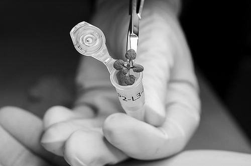 图片来源：TYLER JONES/UF/IFAS