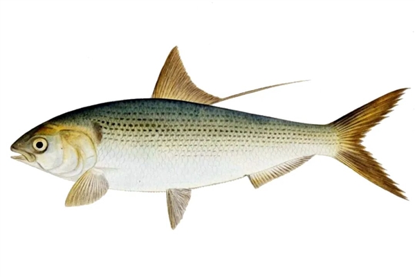 图片来源：维基百科