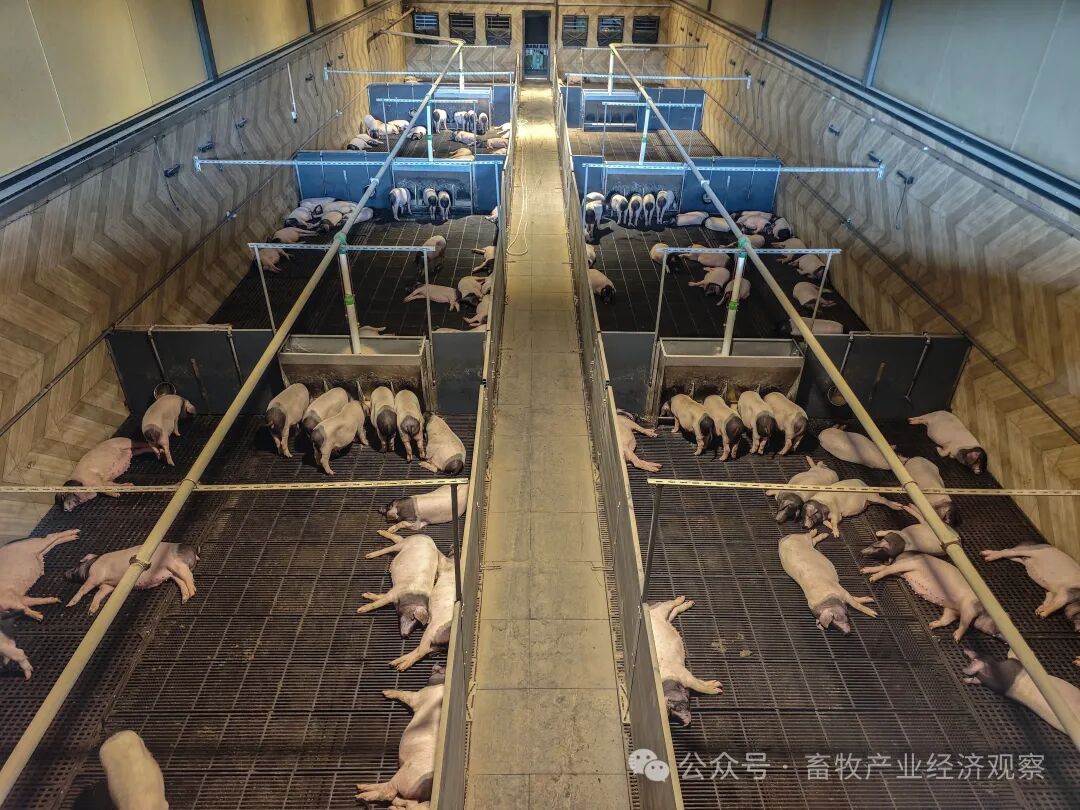 从“经验”到“算法”：AI如何重塑养猪业？|AI_新浪财经_新浪网