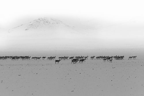 ▲藏羚羊种群迁徙。