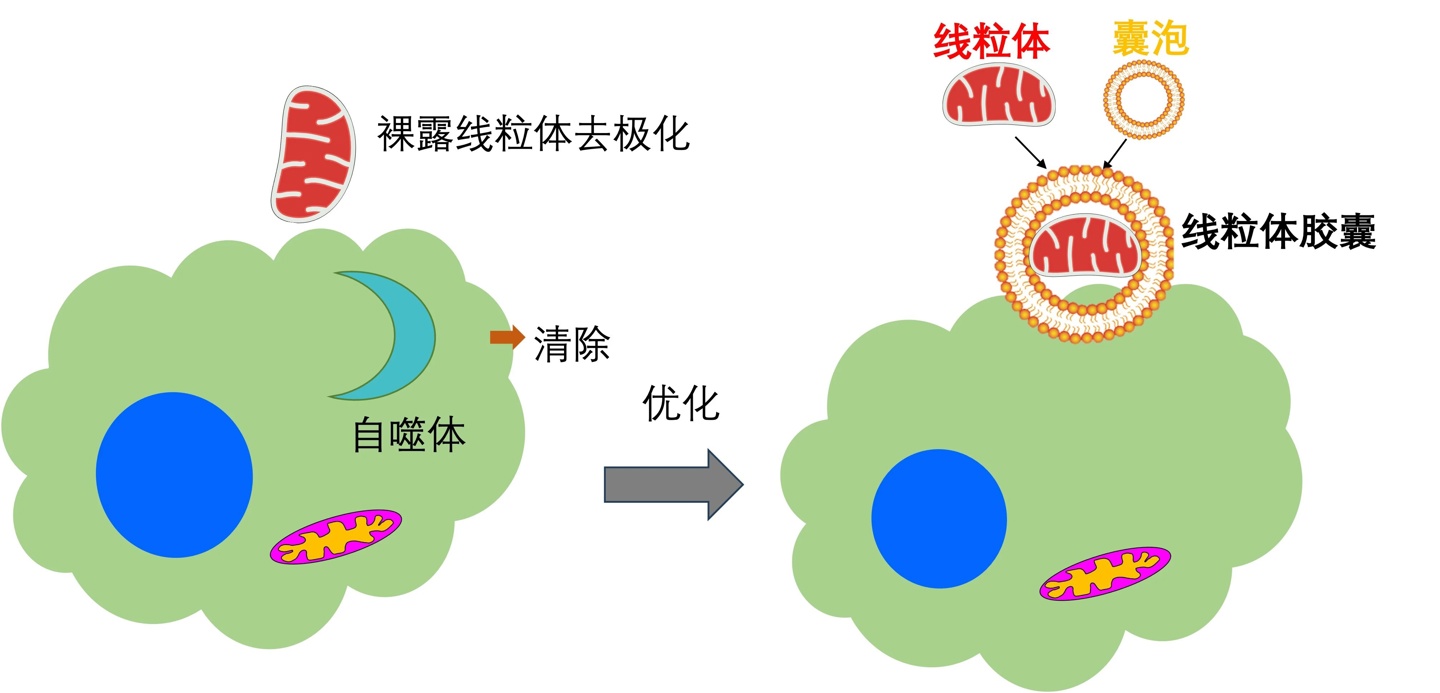 我国科学家开发线粒体移植新技术，为重大疾病“细胞器治疗”提供新策略