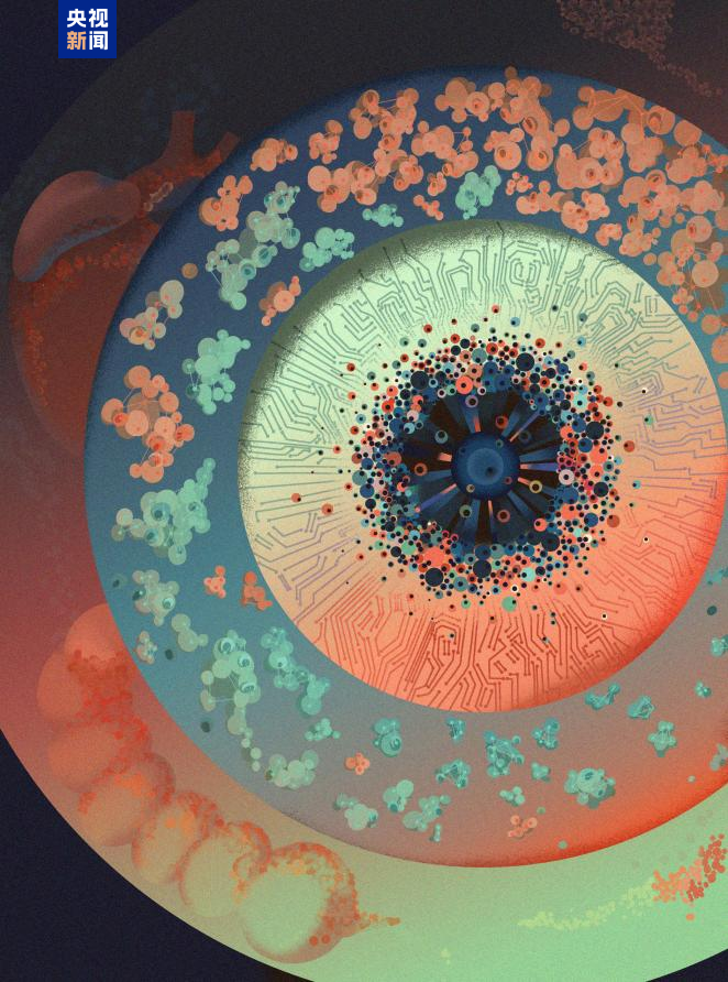 △合成基因线路通过重组酶开关和反馈控制，对细胞群体比例进行程序化调控。