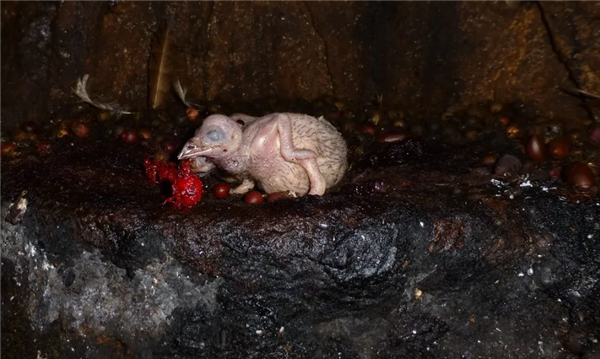 △ 油鸱的雏鸟，Flickr