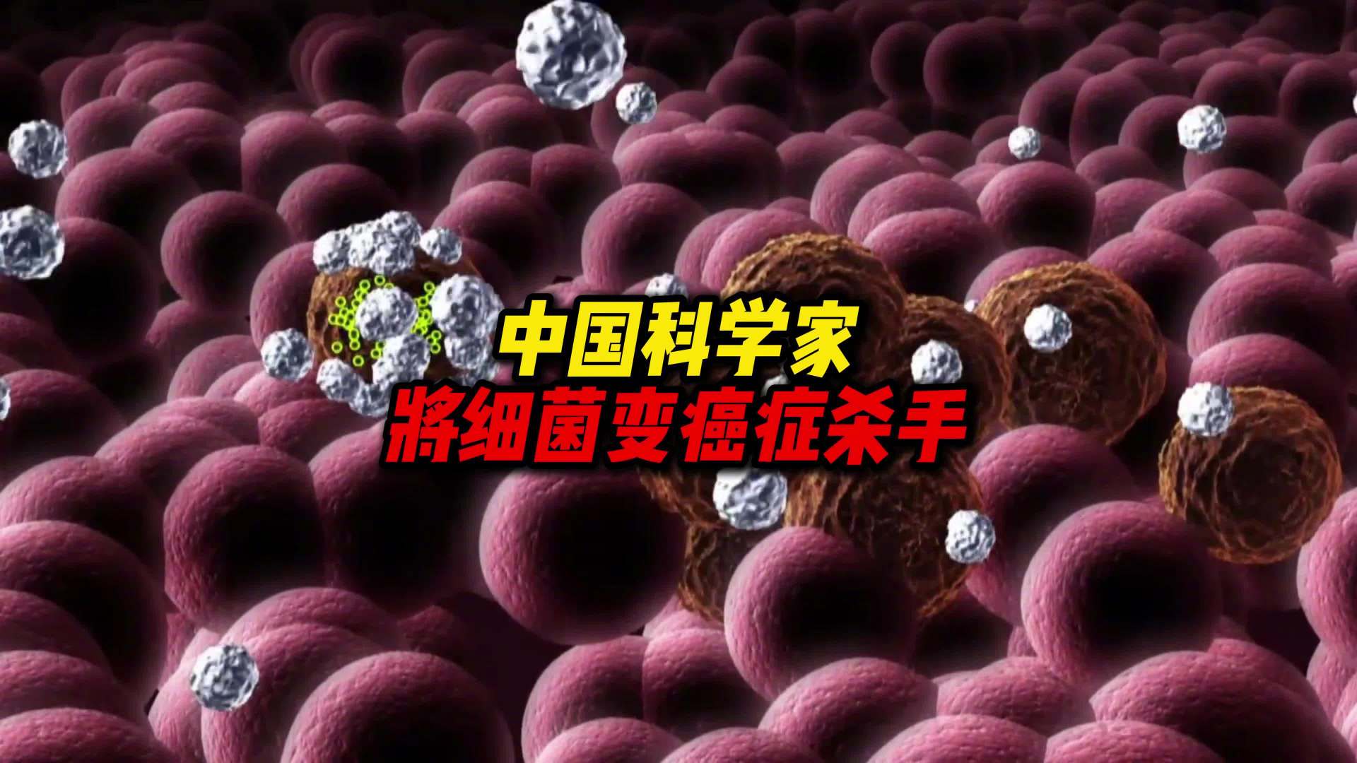 中国科学家将益生菌改造成癌症杀手，使其在肿瘤原位合成抗癌药物