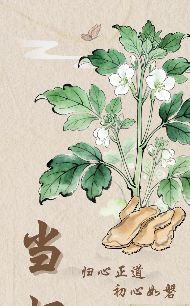 香料话廉丨当归：归心正道 初心如磐