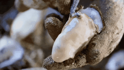 程村蚝。来源：阳江日报