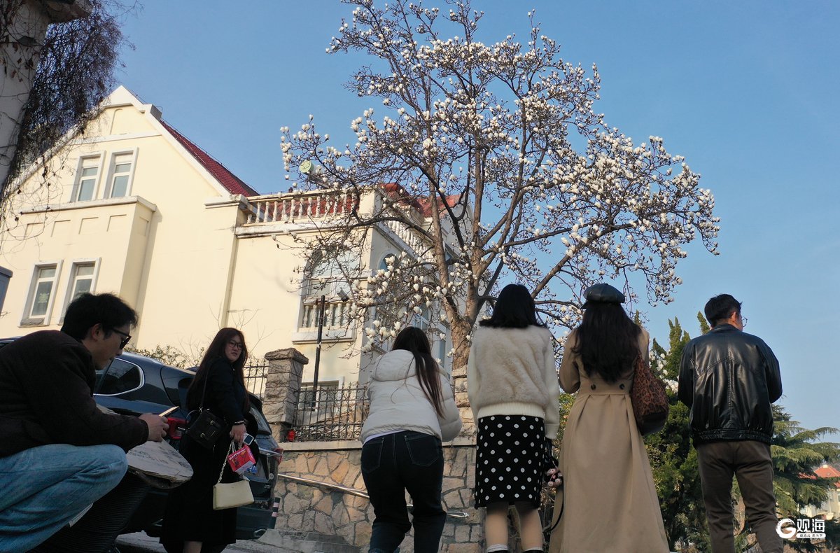 山海同框醉游人!青岛这株“网红”玉兰绽放|青岛市_新浪财经_新浪网