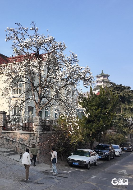 山海同框醉游人!青岛这株“网红”玉兰绽放|青岛市_新浪财经_新浪网