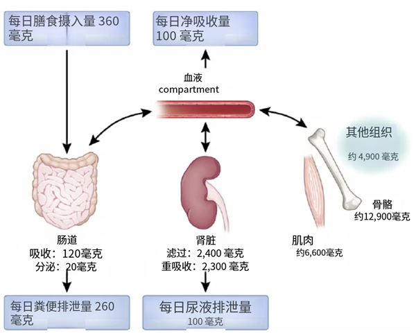 镁在体内的摄入量、代谢量和分布（图源：参考文献[1]）