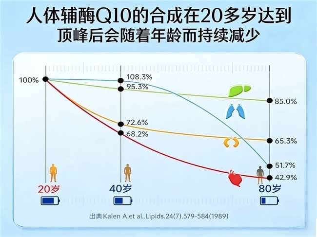 辅酶Q10：高压职场人群心脏健康背后的“能量支持者”