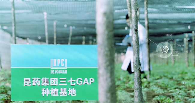 从田间到车间，昆药集团布局三七产业链成银发经济下的长期价值锚点